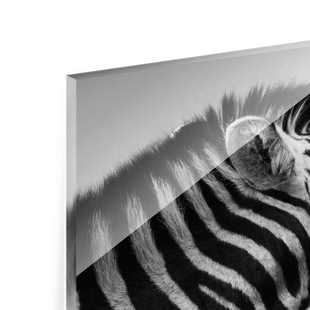 Glass print - Roaring Zebra ll