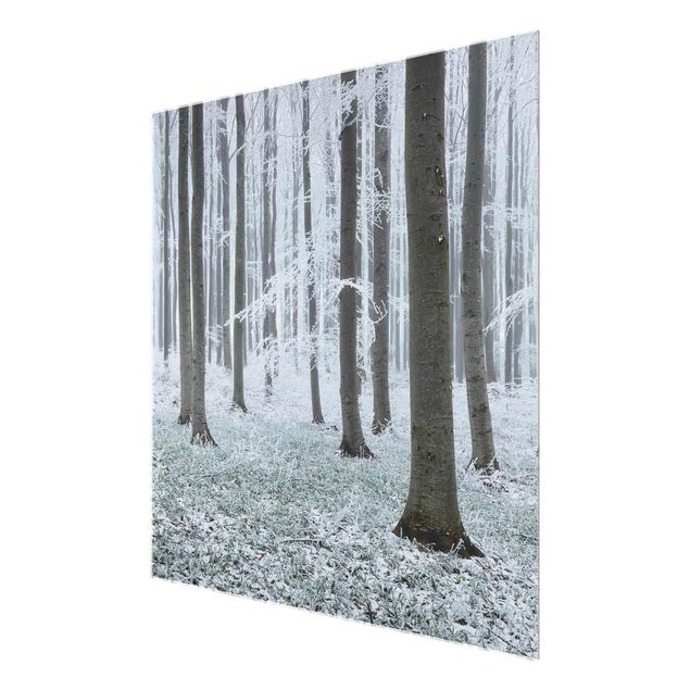 Glass print - Beeches With Hoarfrost