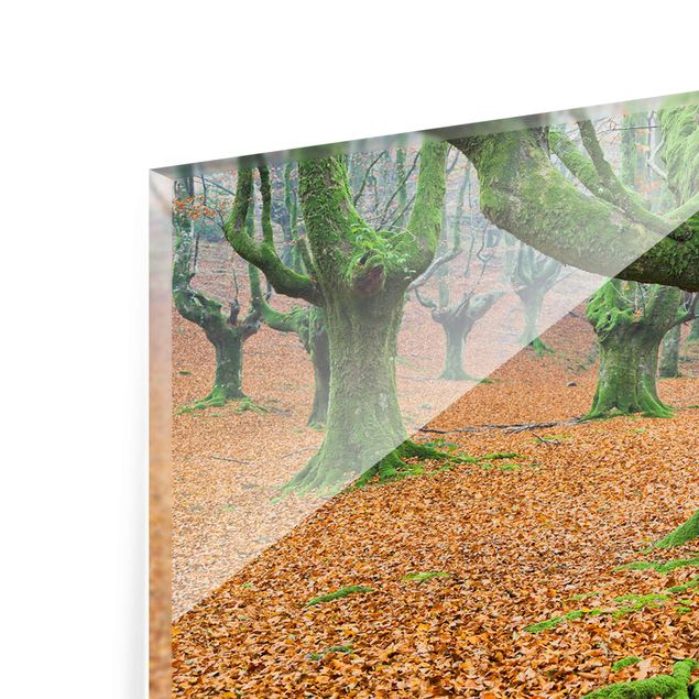 Glass print - Beech Forest In The Gorbea Natural Park In Spain