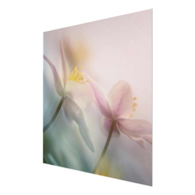 Glass print - Wood anemone