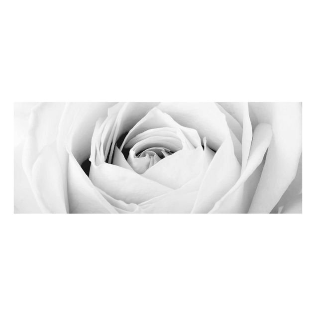 Glass print - Close Up Rose