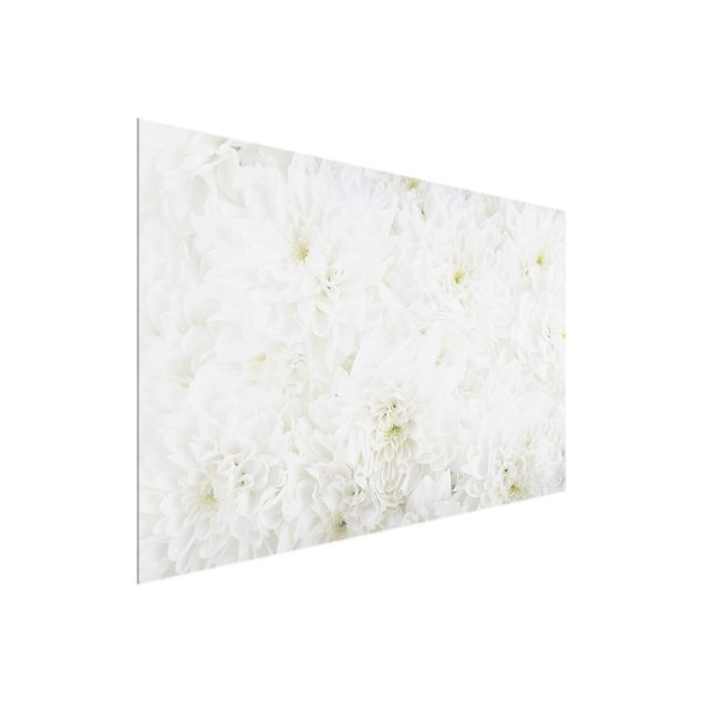 Glass print - Dahlias Sea Of Flowers White