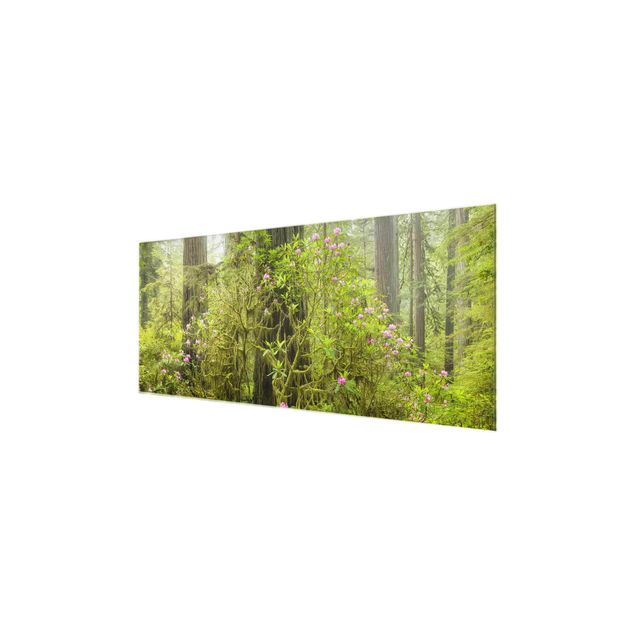 Glass print - Del Norte Coast Redwoods State Park California