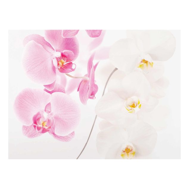 Glass print - Delicate Orchids