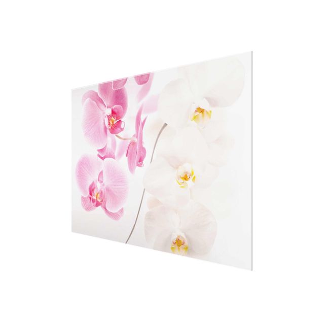 Glass print - Delicate Orchids