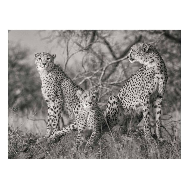 Glass print - Three Cheetahs