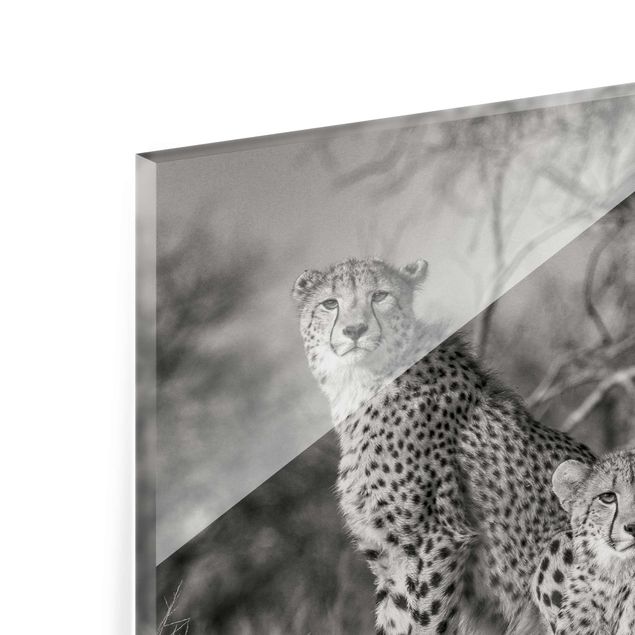Glass print - Three Cheetahs