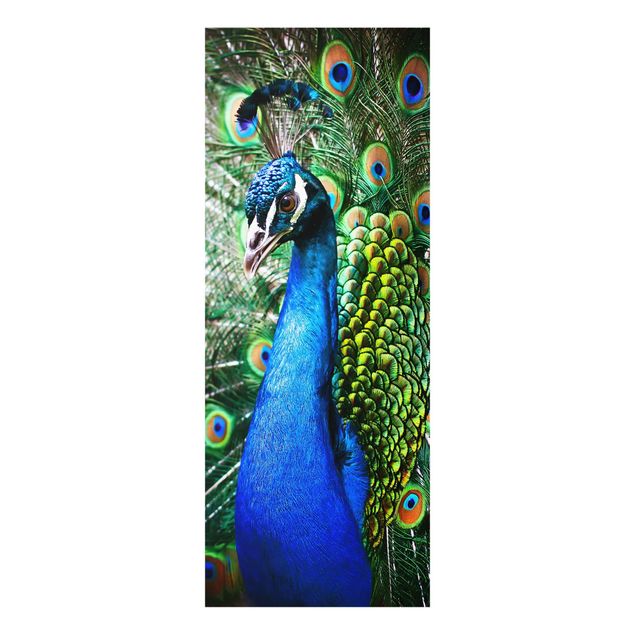 Glass print - Noble Peacock