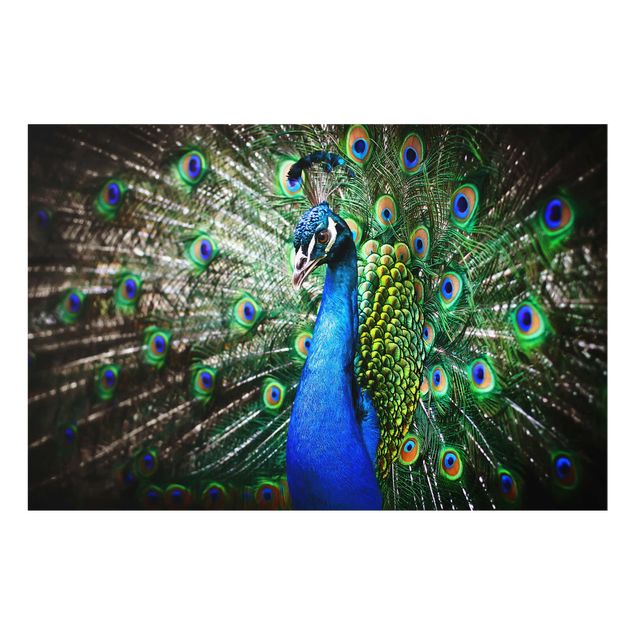 Glass print - Noble Peacock