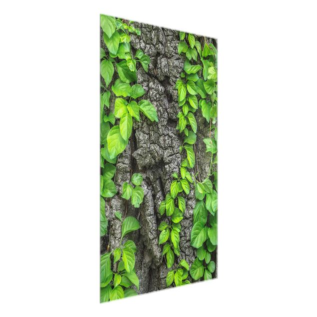 Glass print - Ivy Tendrils Tree Bark