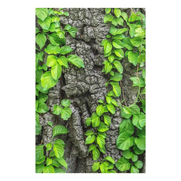 Glass print - Ivy Tendrils Tree Bark