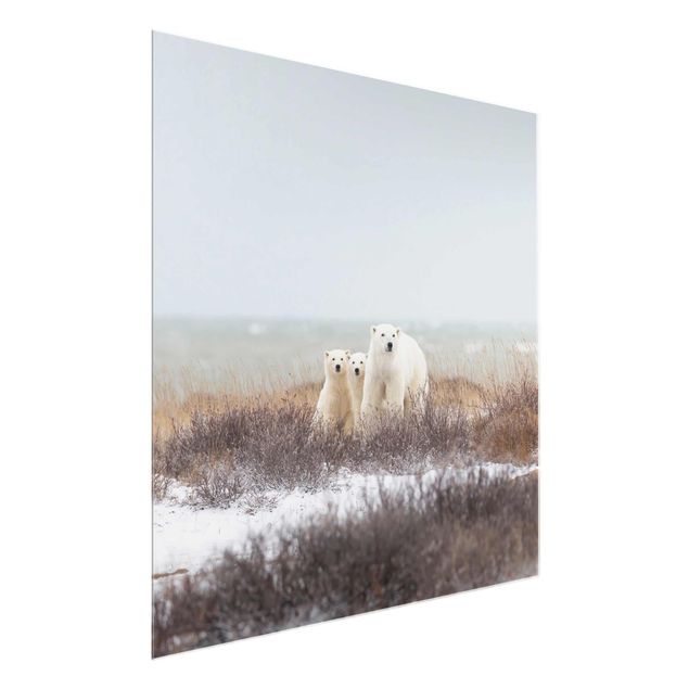 Glass print - Polar Bear And Her Cubs