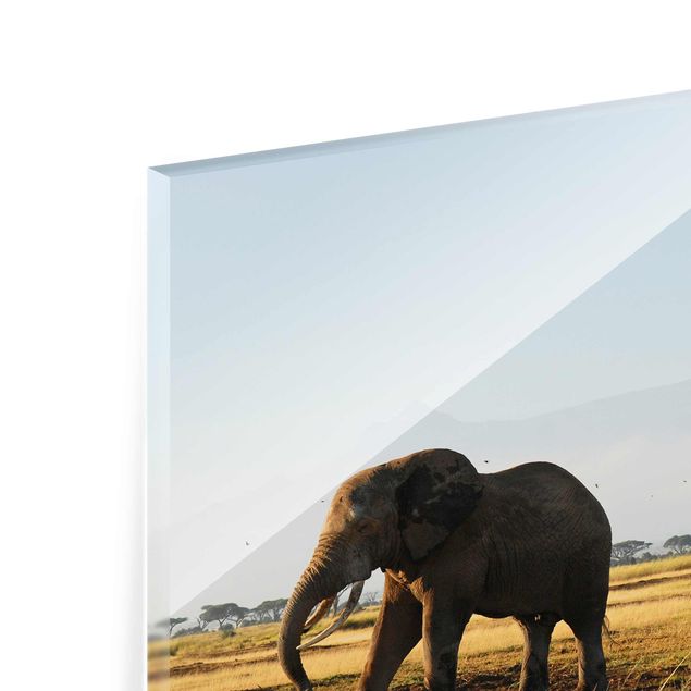 Glass print - Elephants In Front Of The Kilimanjaro In Kenya