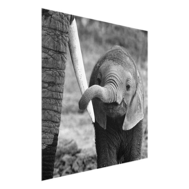 Glass print - Baby Elephant
