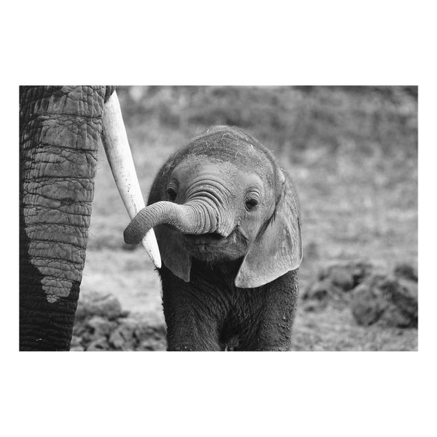 Glass print - Baby Elephant