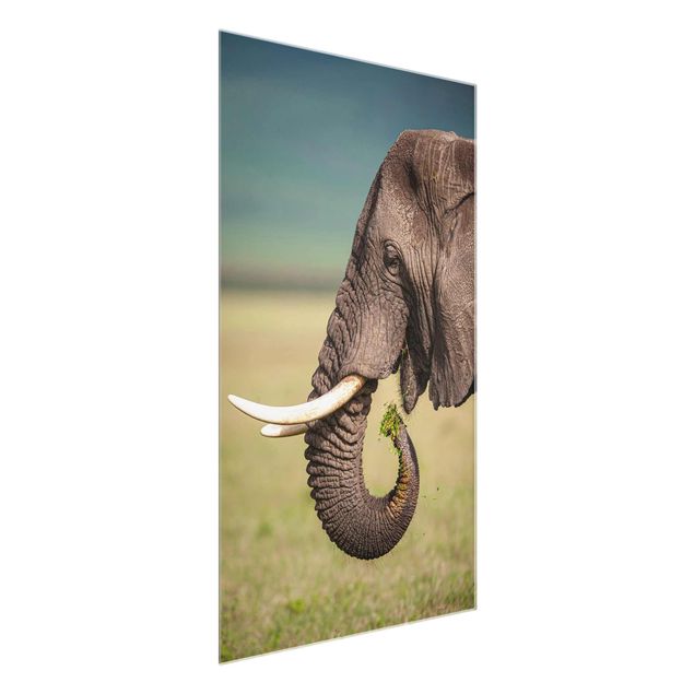 Glass print - Feeding Elephants In Africa