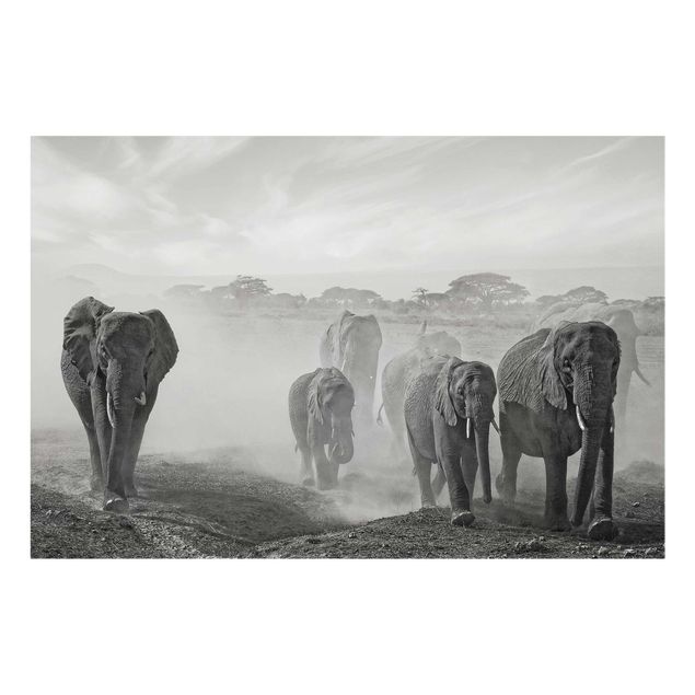 Glass print - Herd Of Elephants