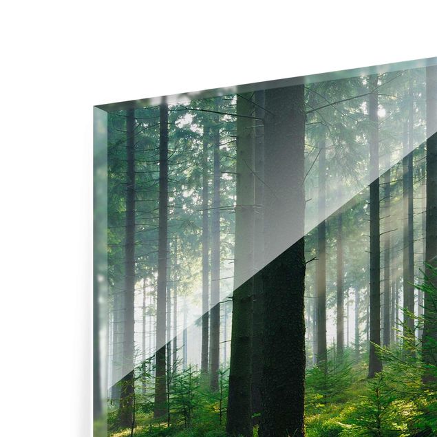 Glass print - Enlightened Forest