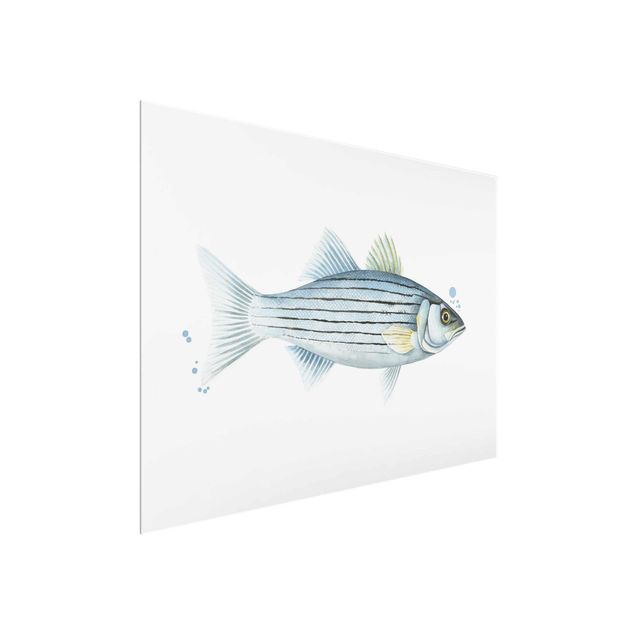 Glass print - Color Catch - White Perch