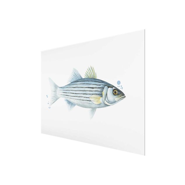 Glass print - Color Catch - White Perch
