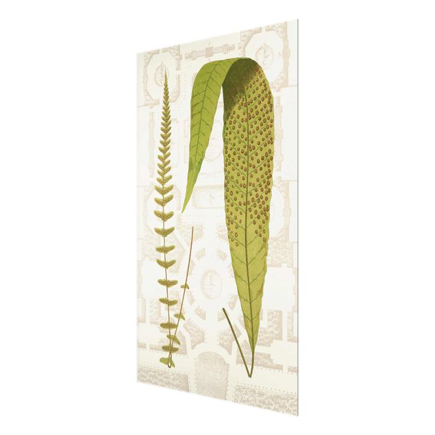 Glass print - Ferns Of The Garden III