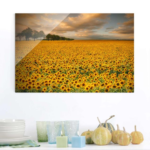 Magnettafel Glas Field With Sunflowers