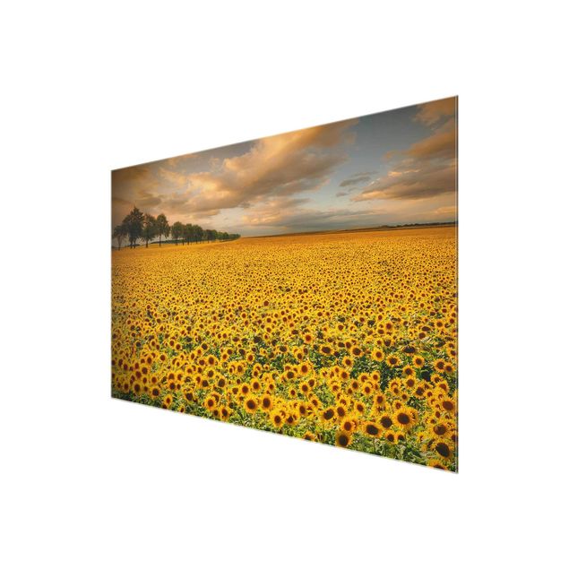 Glass print - Field With Sunflowers