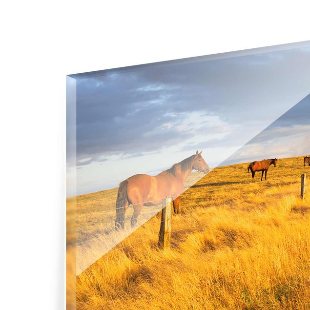Glass print - Field Road And Horse In Evening Sun