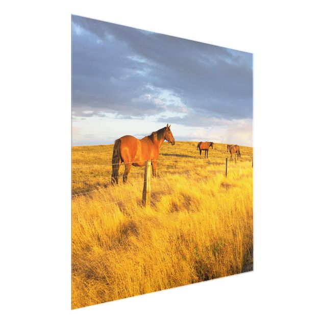 Glass print - Field Road And Horse In Evening Sun