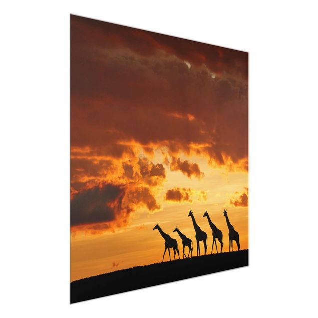 Glass print - Five Giraffes
