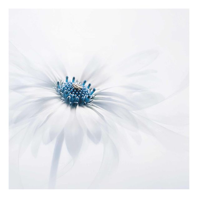 Glass print - Daisy In Blue