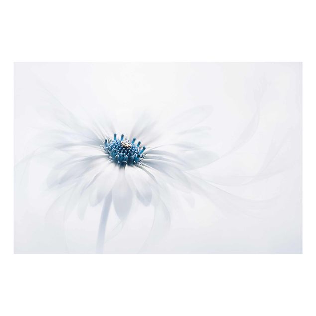Glass print - Daisy In Blue
