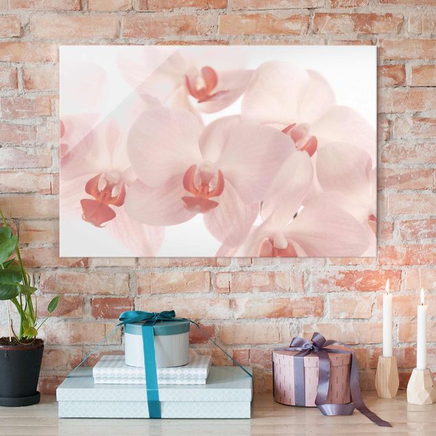 Glas Magnetboard Bright Orchid Flower Wallpaper - Svelte Orchids