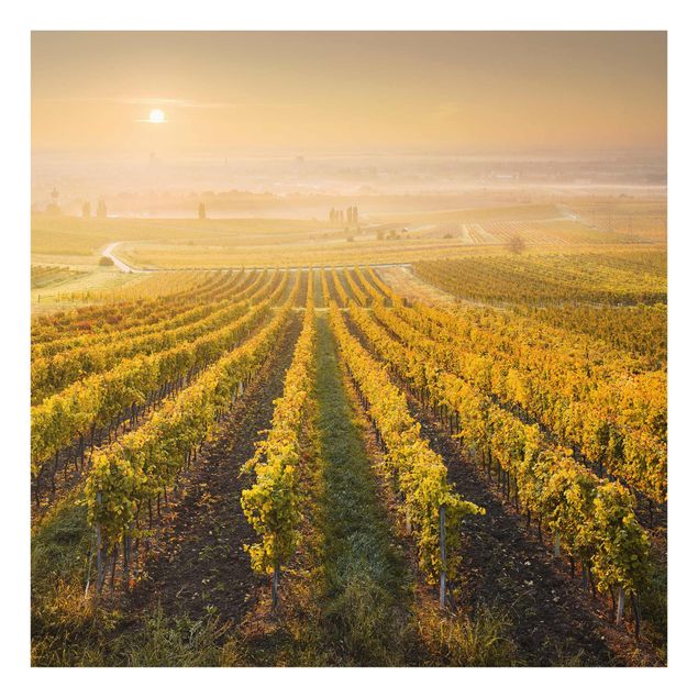 Glass print - Autumnal Vineyards Near Vienna
