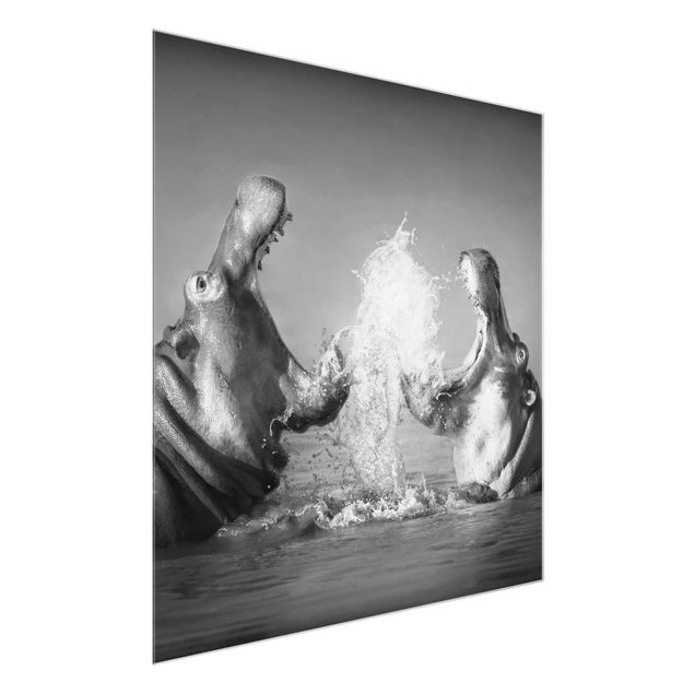 Glass print - Hippo Fight