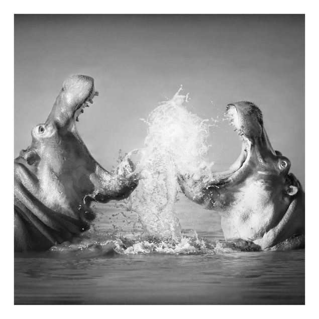 Glass print - Hippo Fight