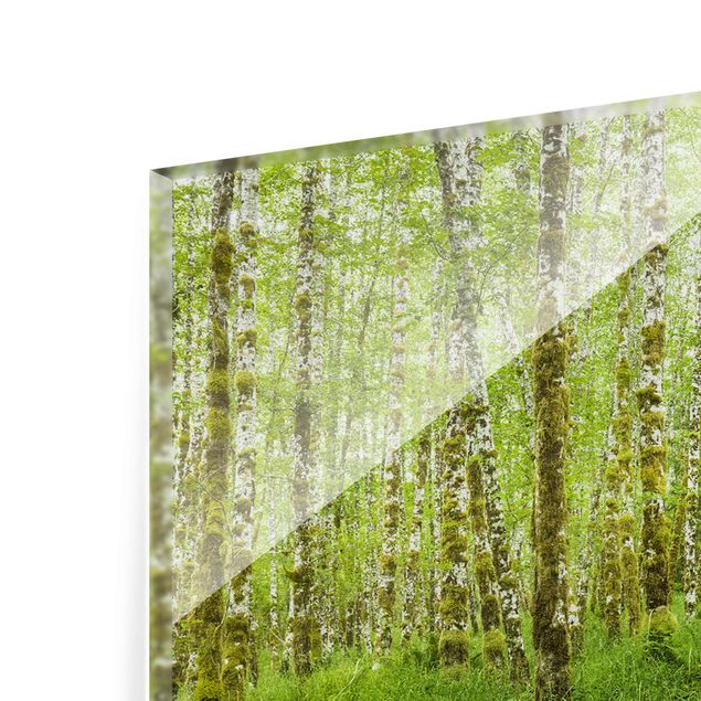 Glass print - Hoh Rainforest Olympic National Park