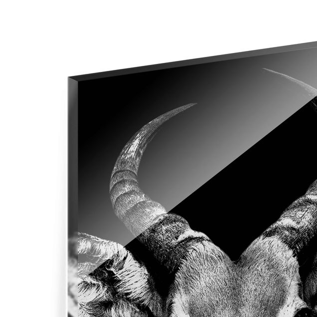 Glass print - Impala antelope black & white