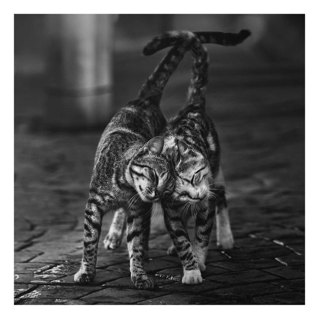 Glass print - Cat Friendship