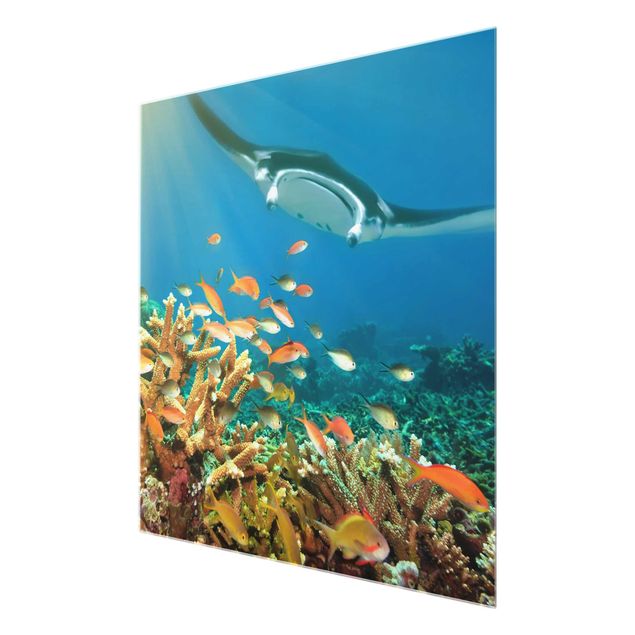 Glass print - Coral reef