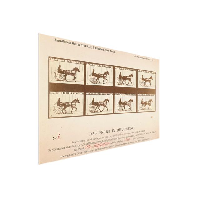 Glass print - Eadweard Muybridge - The horse in Motion