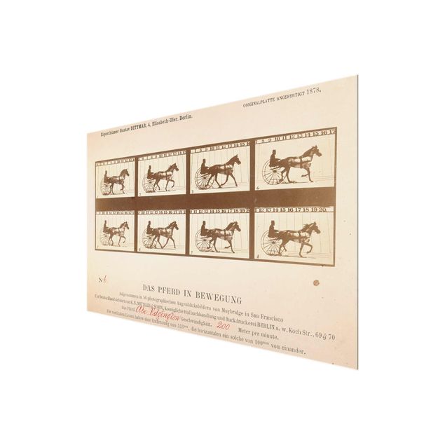 Glass print - Eadweard Muybridge - The horse in Motion