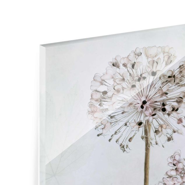 Glass print - Allium flowers in pastel