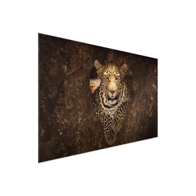 Glass print - Leopard Resting On A Tree