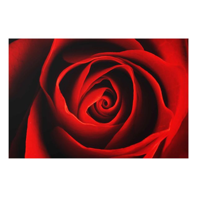 Glass print - Lovely Rose