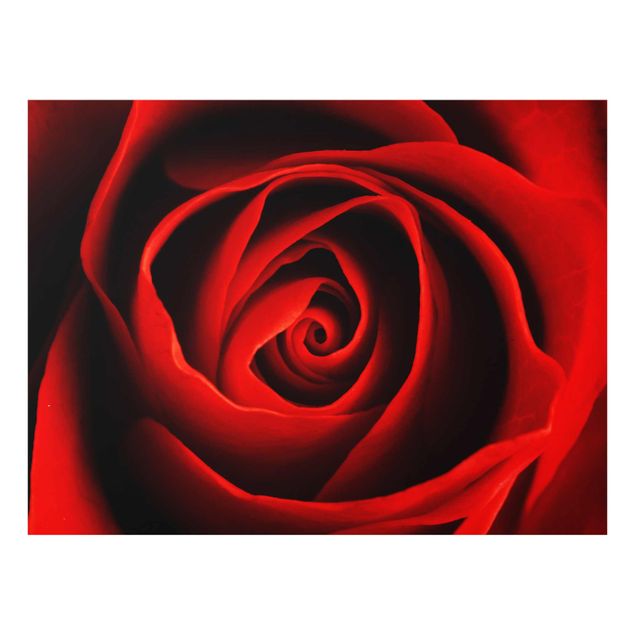 Glass print - Lovely Rose