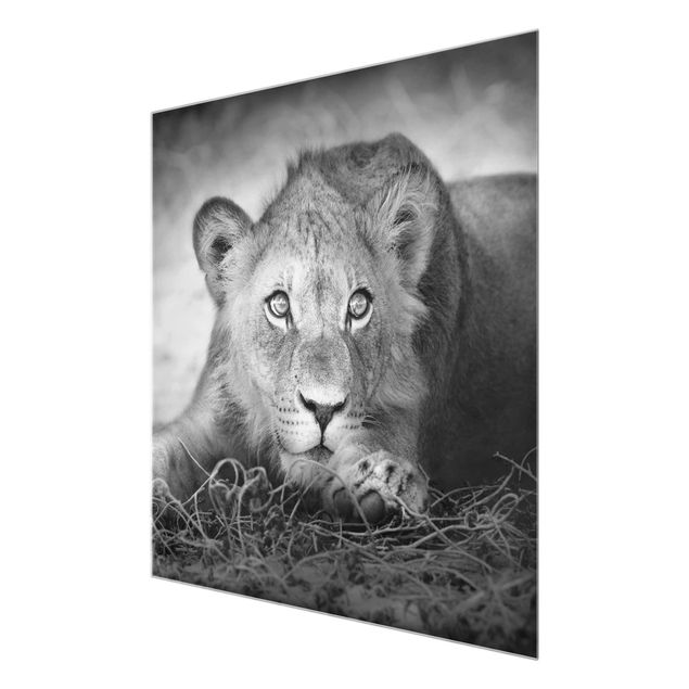 Glass print - Lurking Lionbaby