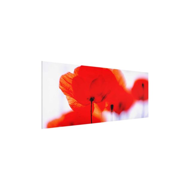 Glass print - Magic Poppies