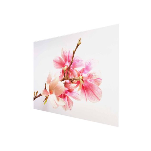 Glass print - Magnolia Blossoms