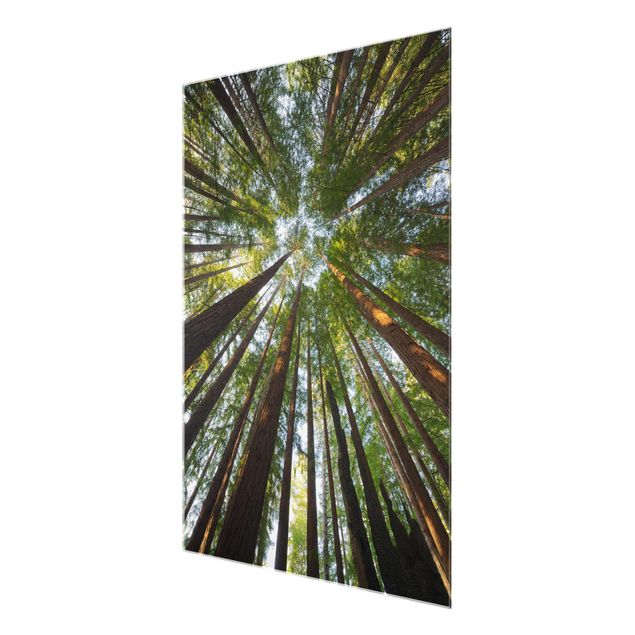 Glass print - Sequoia Tree Tops